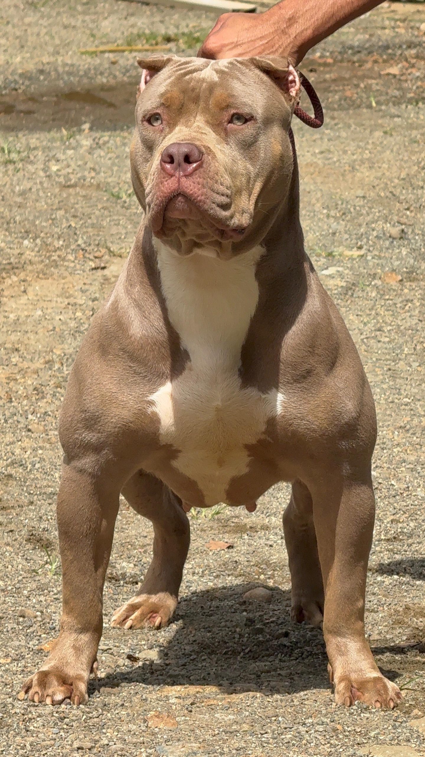 Dog Featured Image
