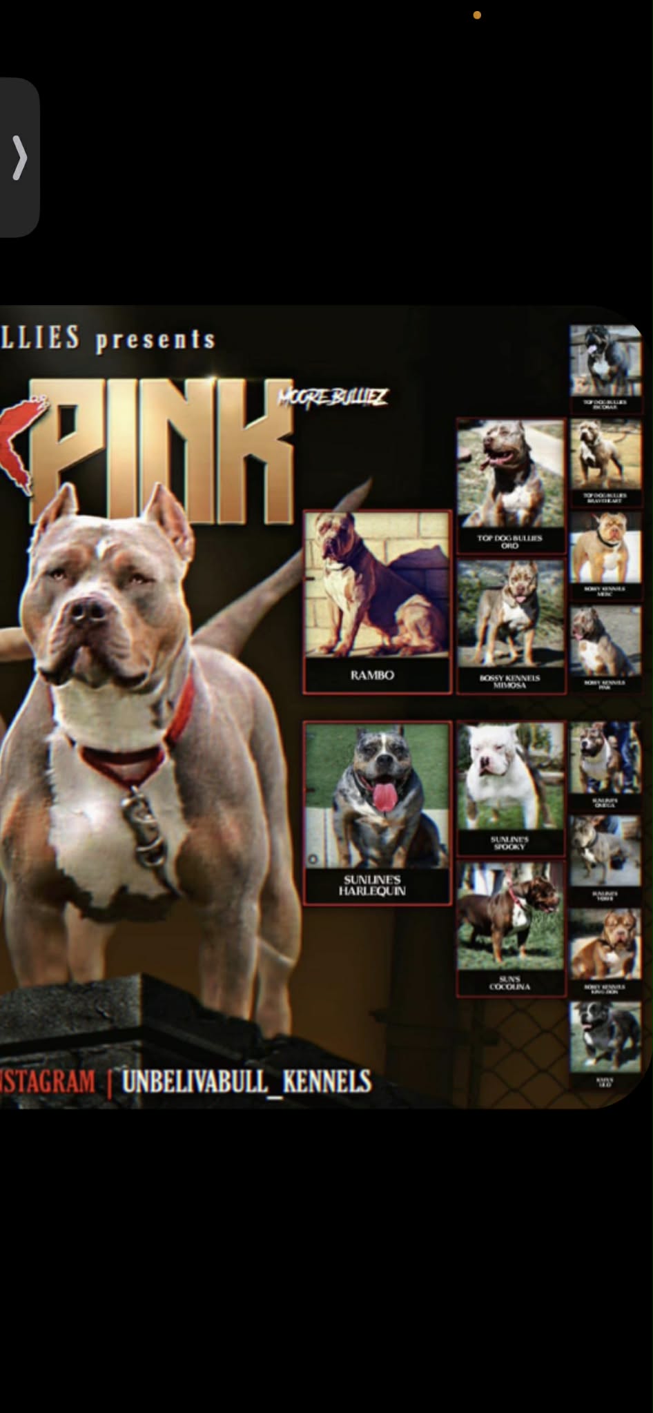 Dog Featured Image