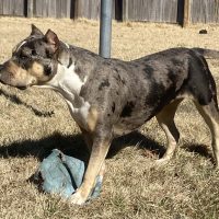 Legendary Dream Line Bullies-Diamond