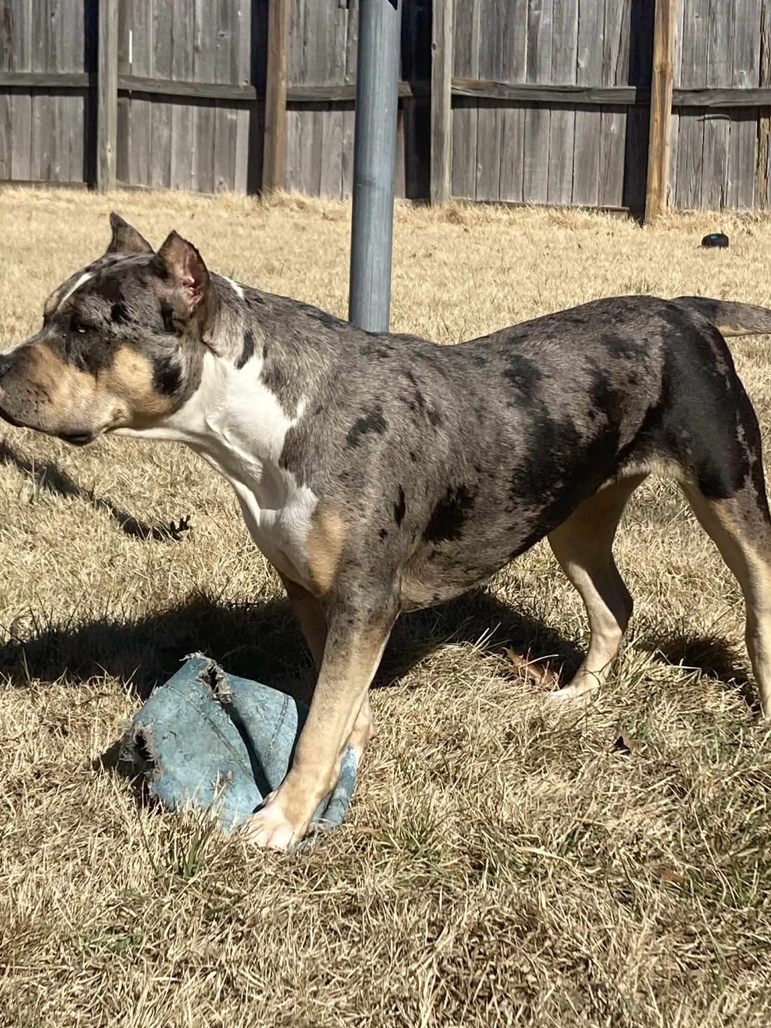 Dog Featured Image