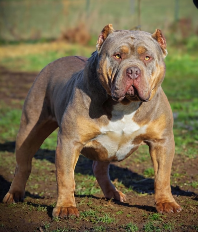 Dog Featured Image