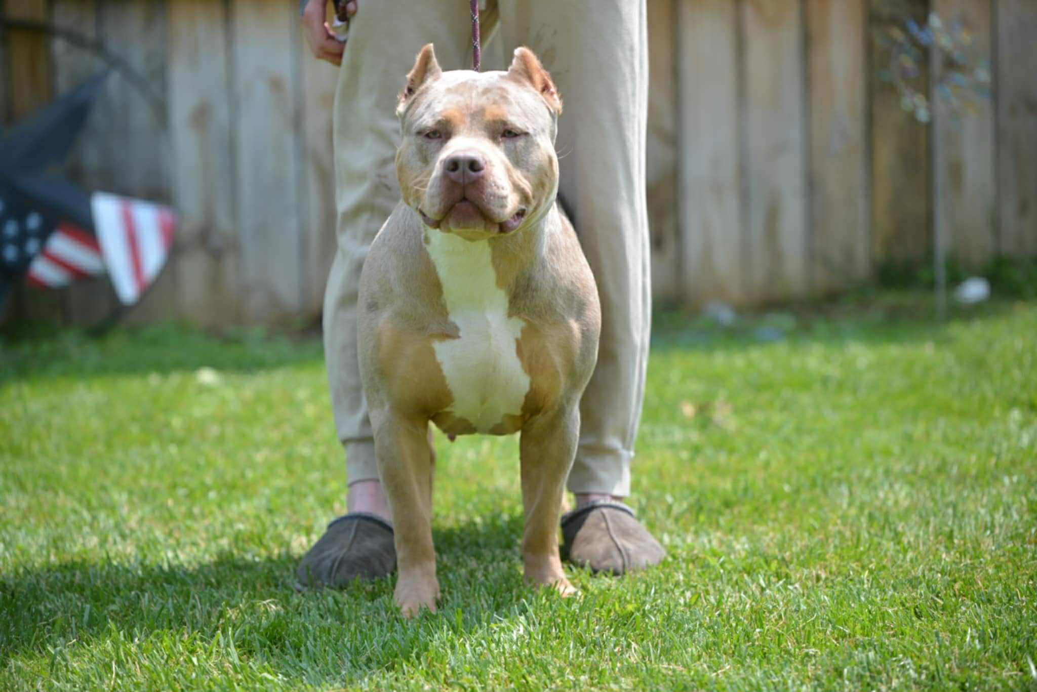 Dog Featured Image
