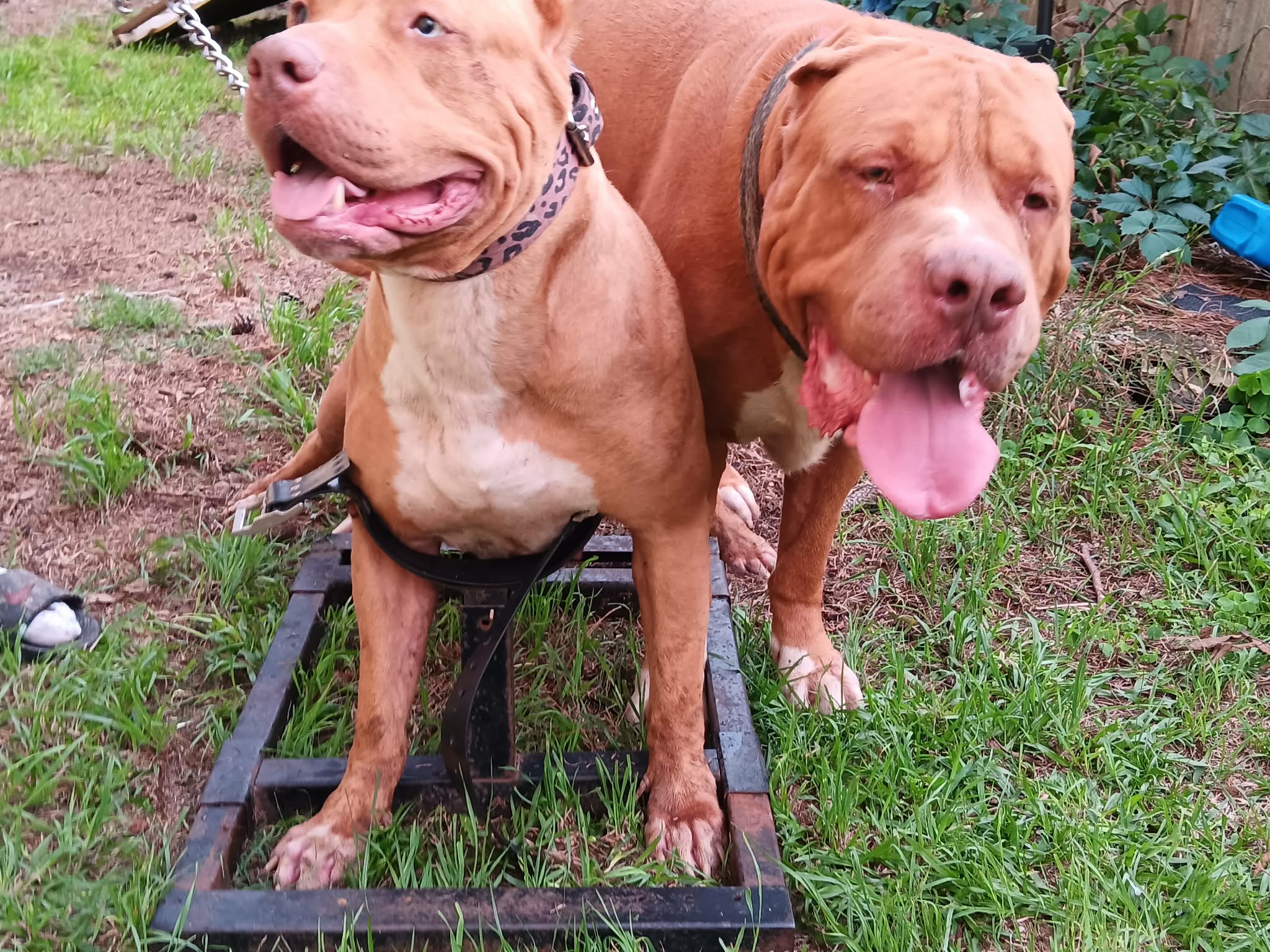 Dog Featured Image