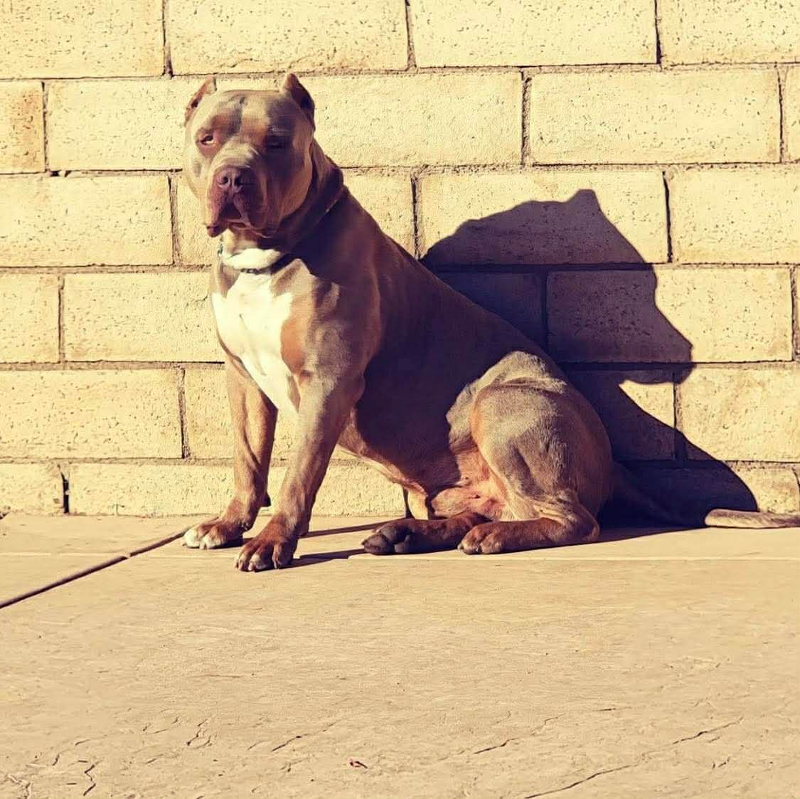 Dog Featured Image