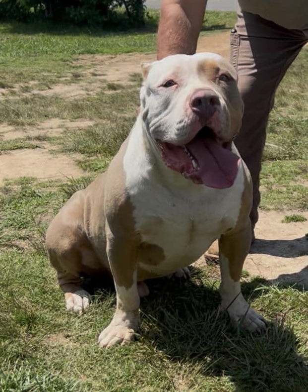 Dog Featured Image
