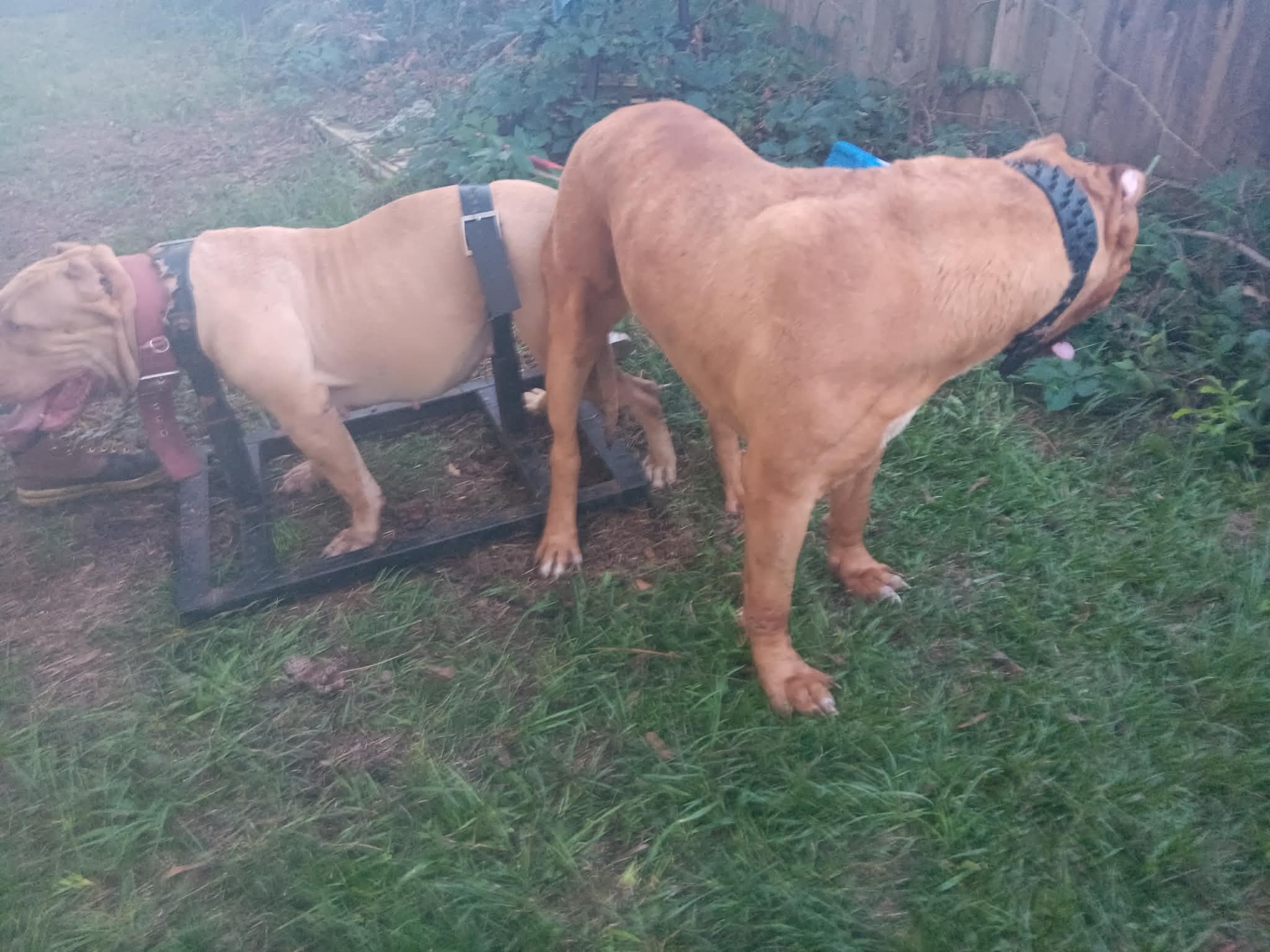 Dog Featured Image