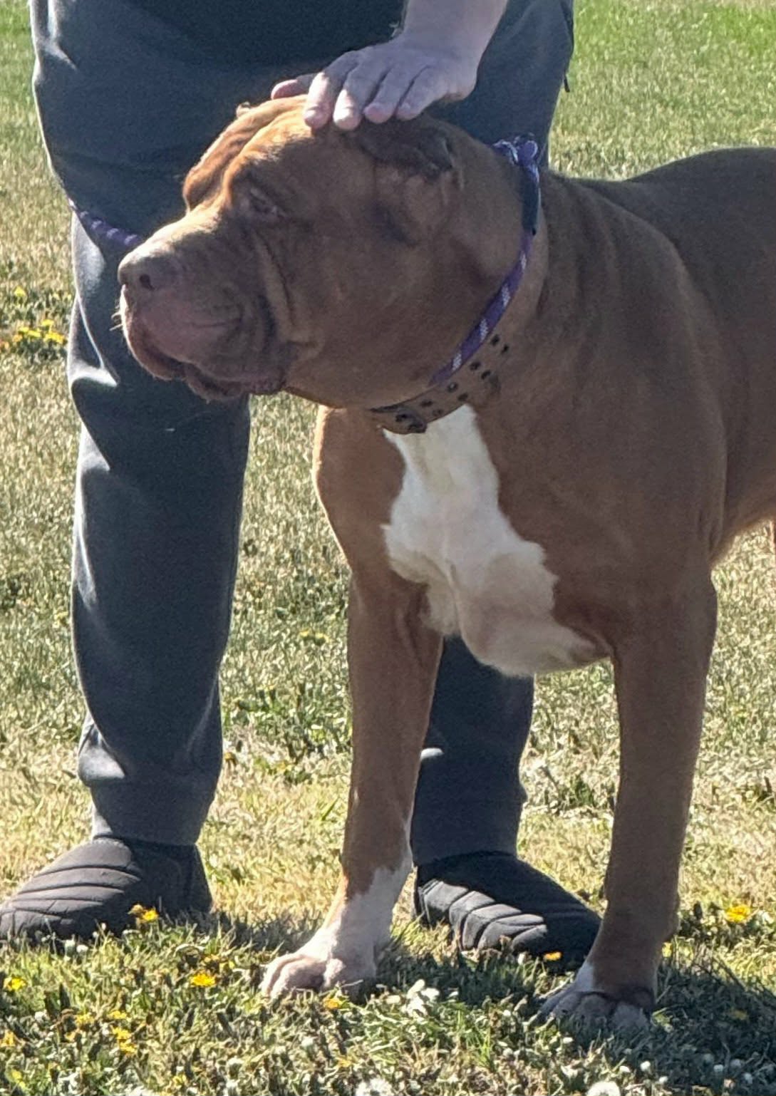 Dog Featured Image