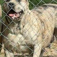 B & H Bully’s Tara