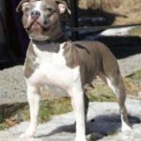 BOREALIS MISSY MATTEO PR