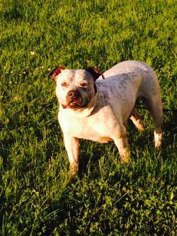 Dog Featured Image