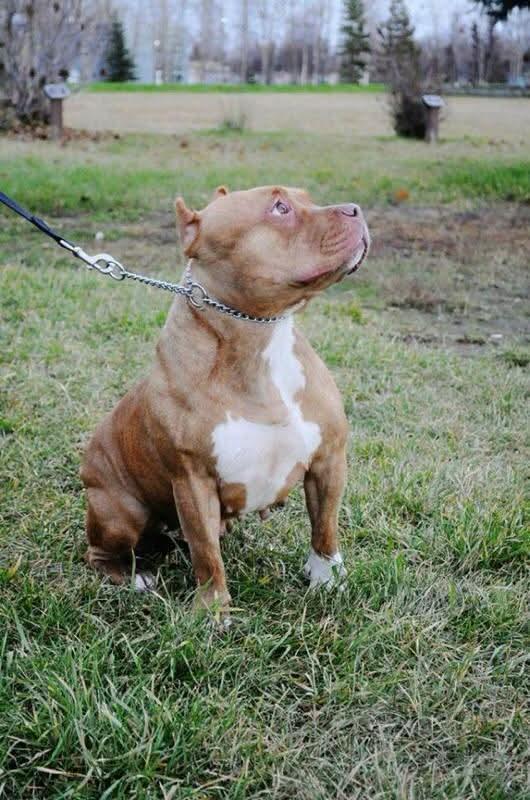 Dog Featured Image