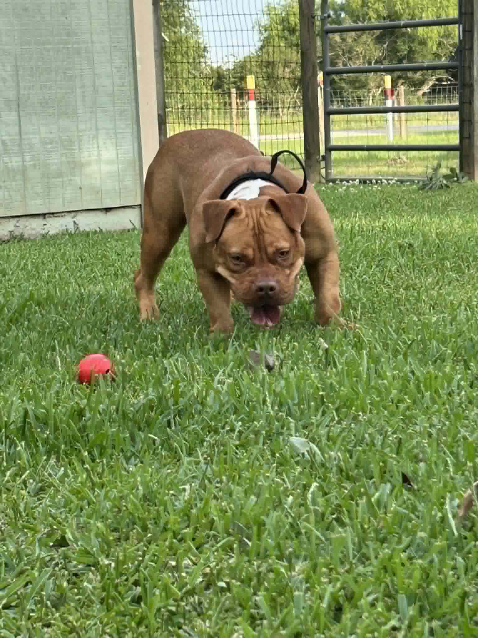 Dog Featured Image