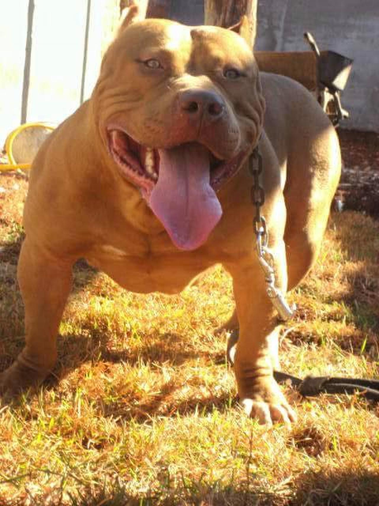 Dog Featured Image