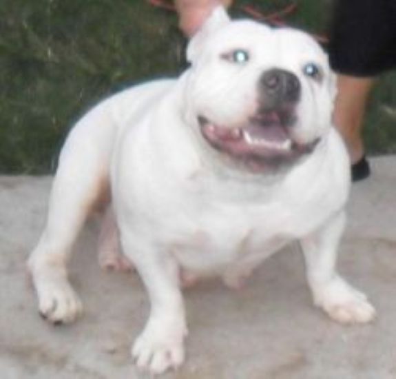 Dog Featured Image