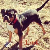 ETBK’S MR HANK THE TANK PR