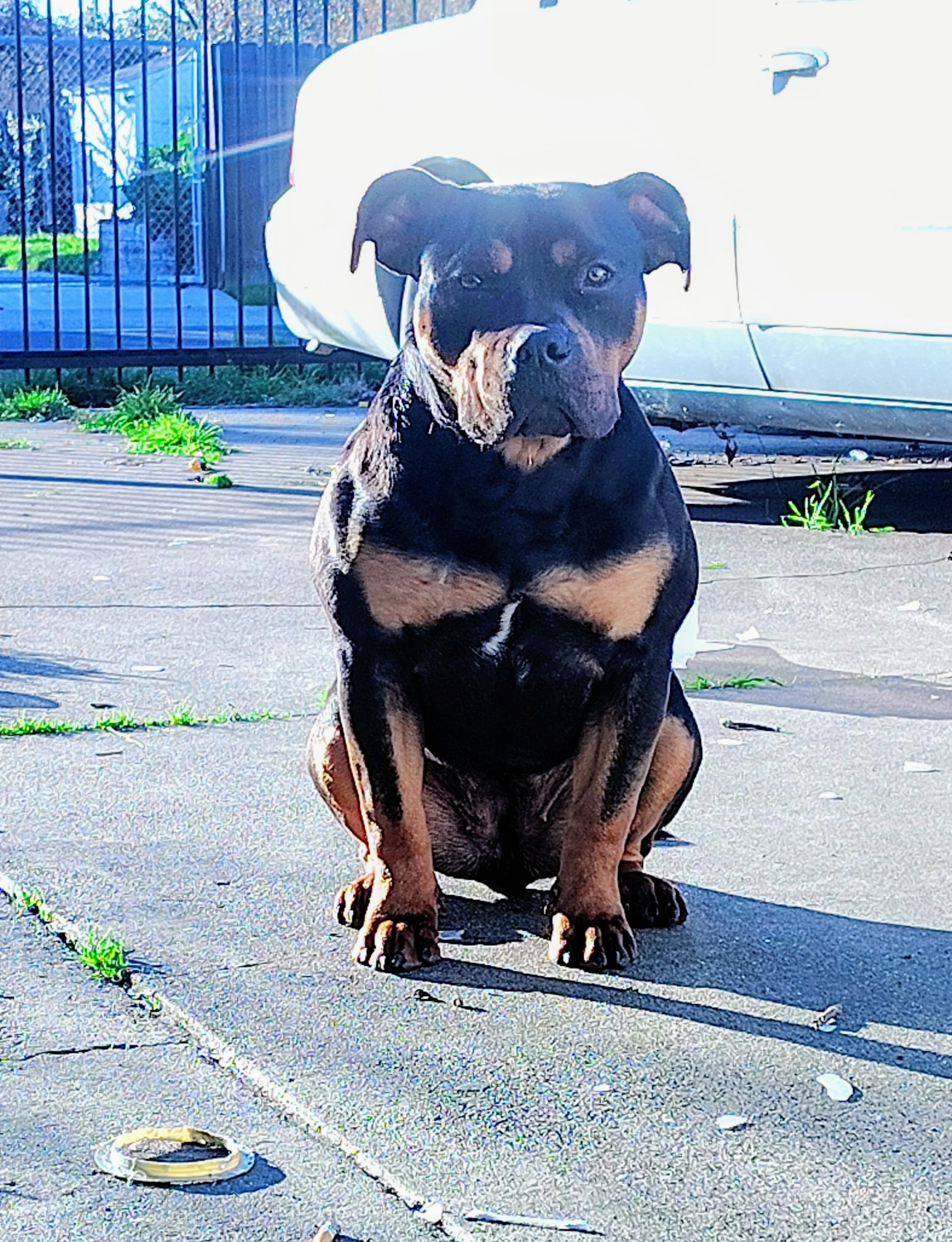 Dog Featured Image