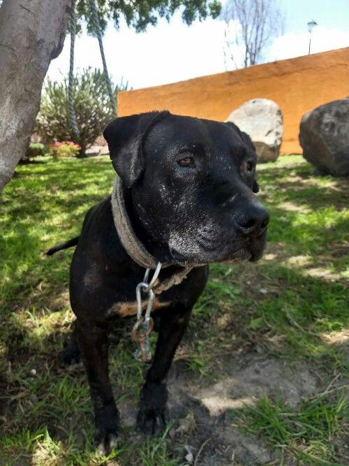 Dog Featured Image