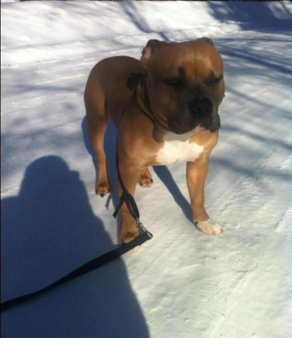 Dog Featured Image