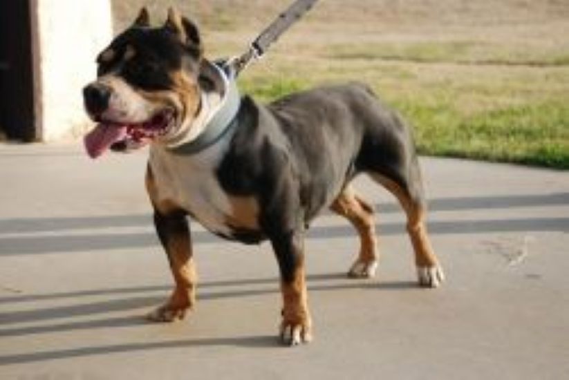 Dog Featured Image