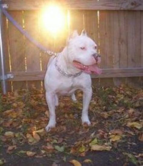 Dog Featured Image