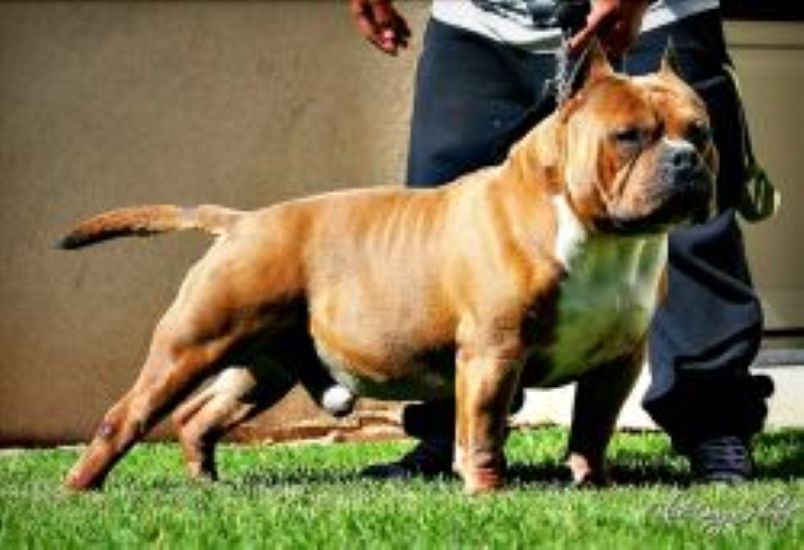 Dog Featured Image