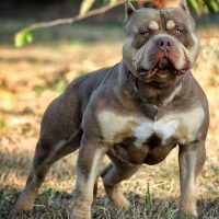 ONE MILLION BEST BULL