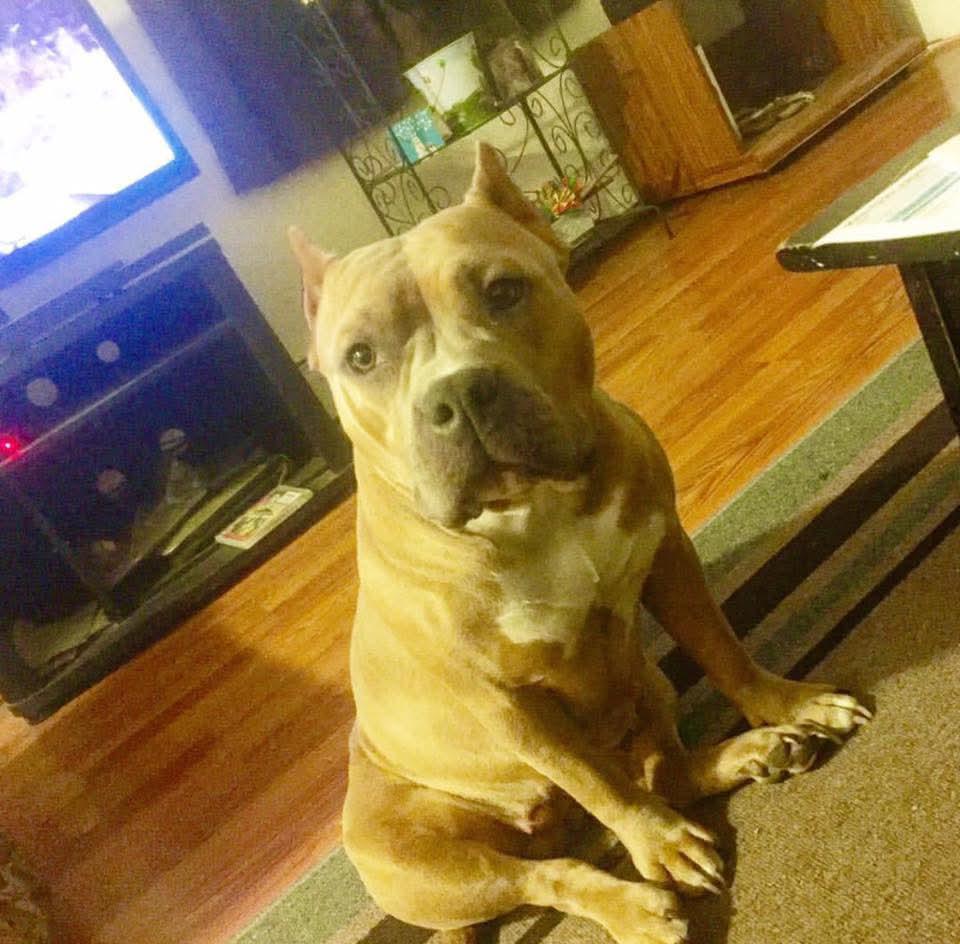 Dog Featured Image