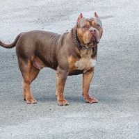 OGK’s Napoleon