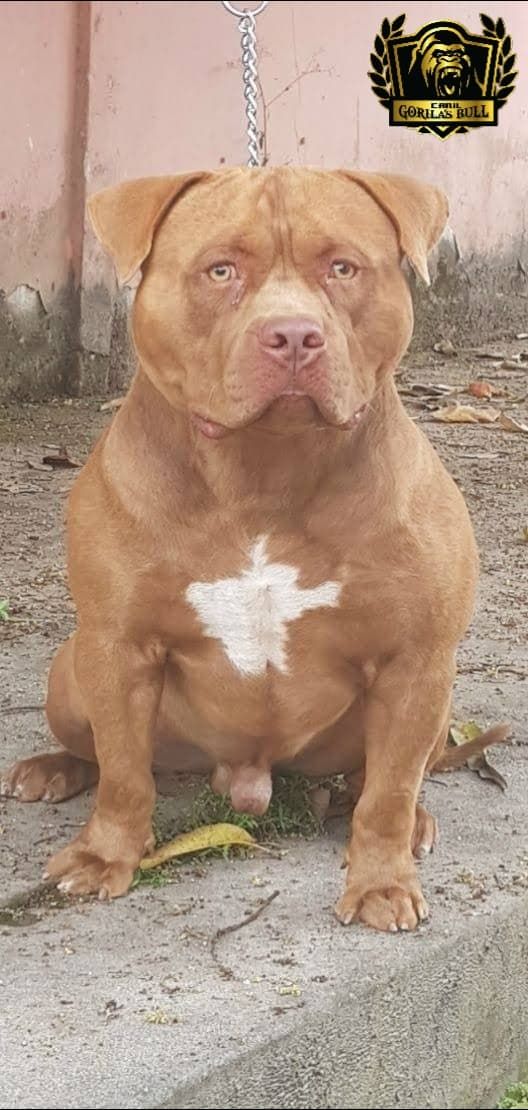 Dog Featured Image