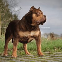 BBk’S PRIMAL OF PARASIEMPREBULLS