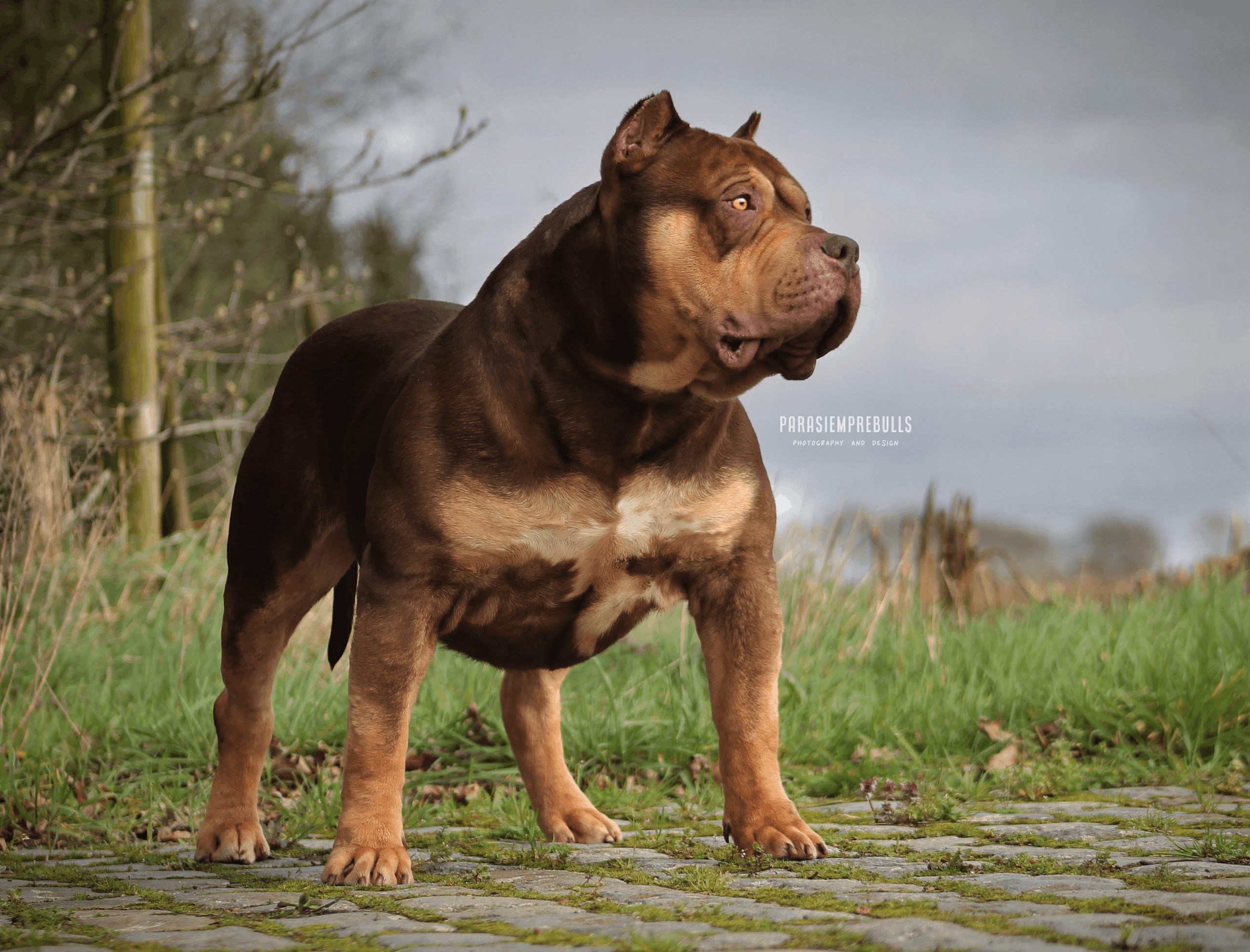 Dog Featured Image