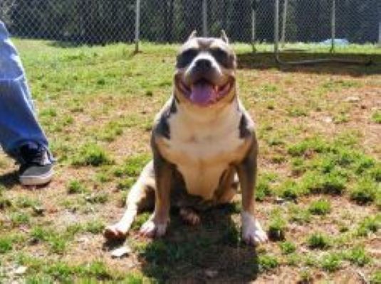 Dog Featured Image