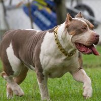 brink’s La reina