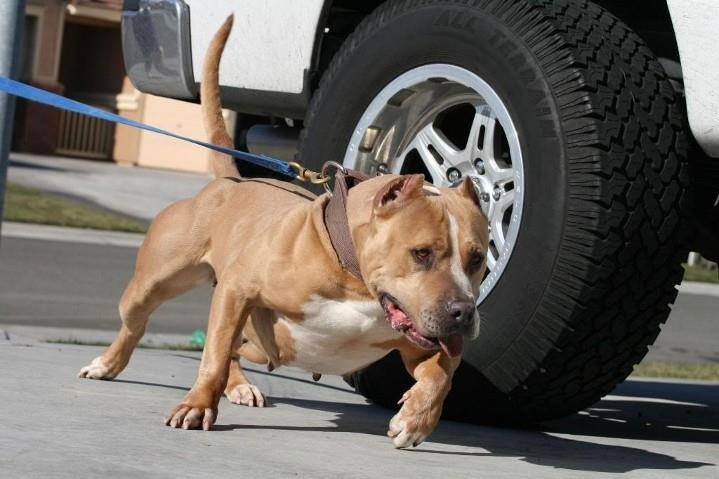 Dog Featured Image