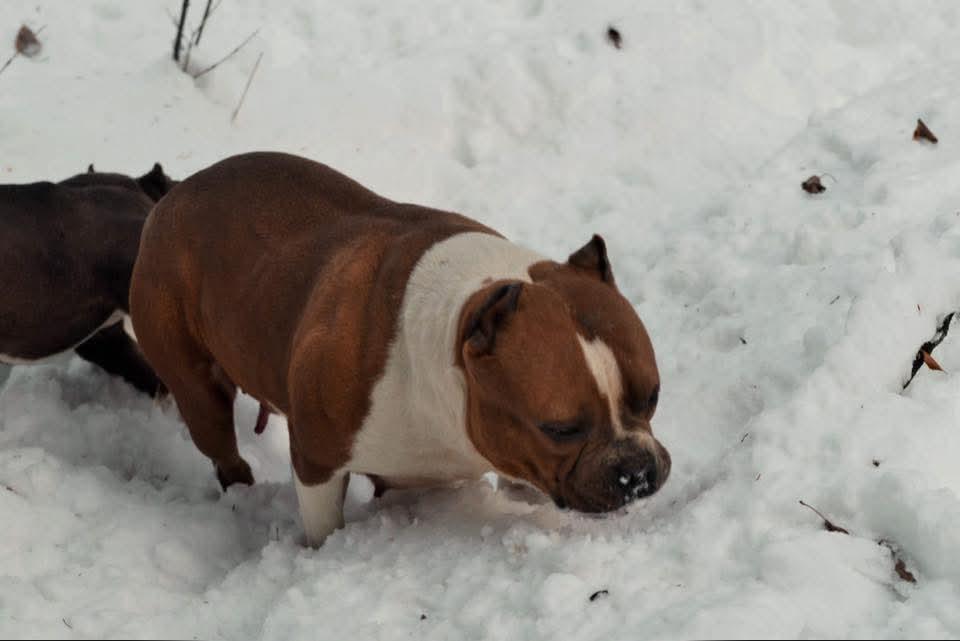 Dog Featured Image