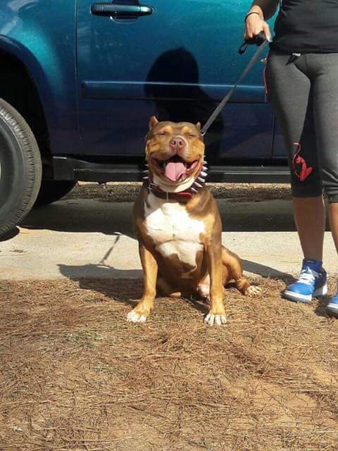 Dog Featured Image