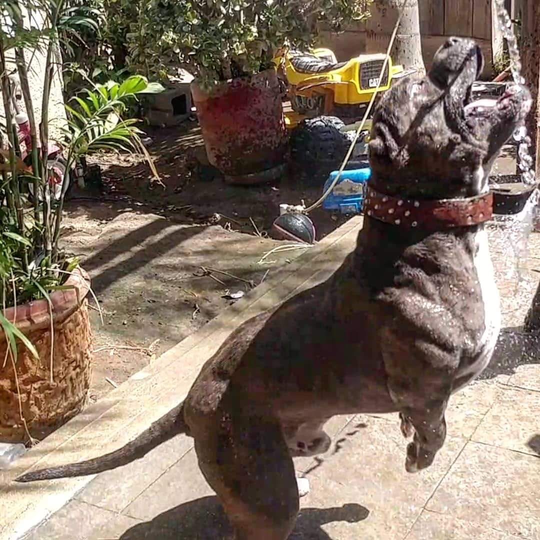 Dog Featured Image