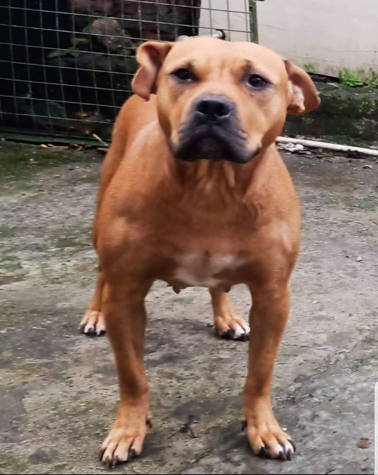 Dog Featured Image