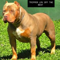 GrCh Tripper LPK