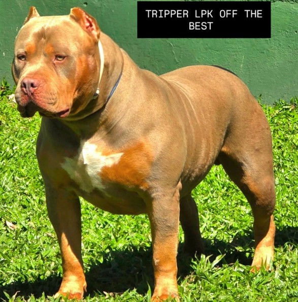 Dog Featured Image