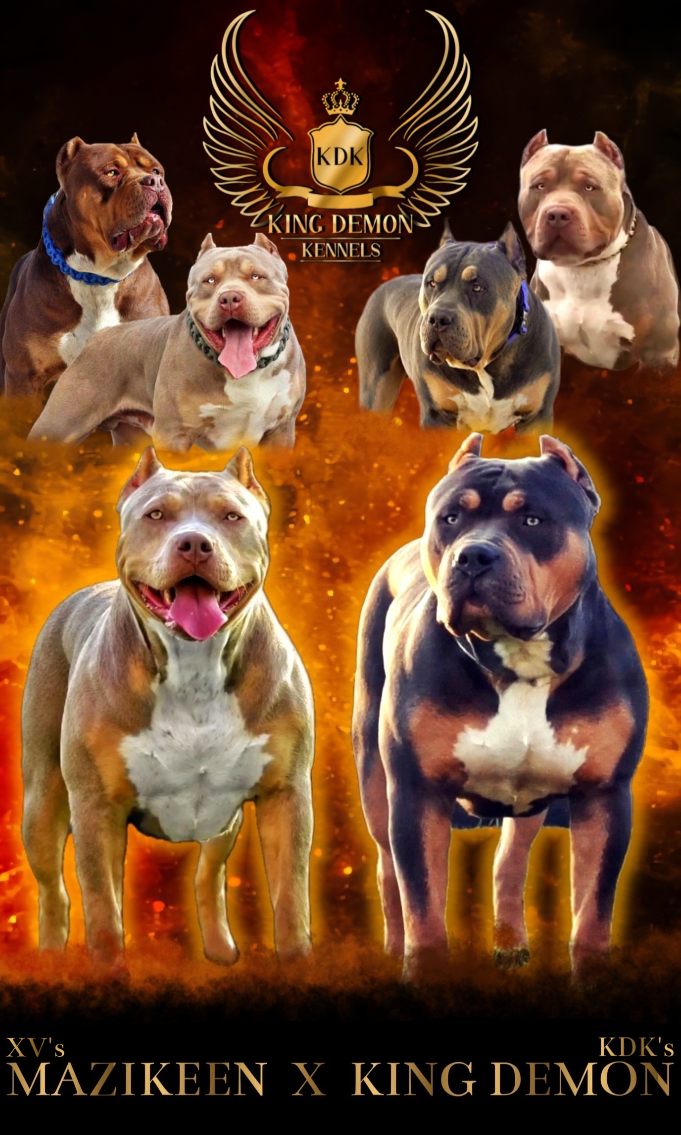 Dog Featured Image