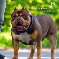 Dog Featured Image