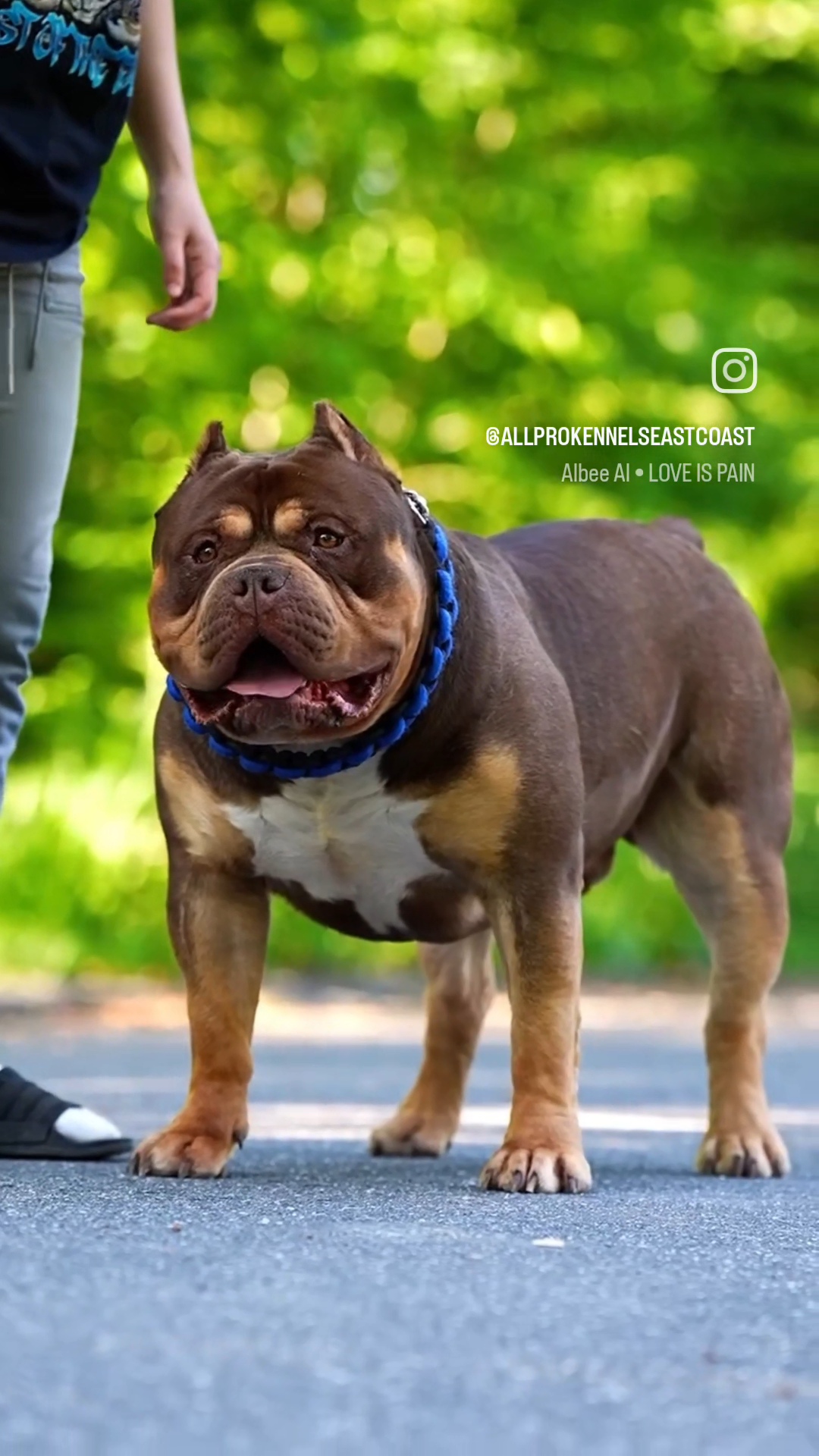 Dog Featured Image