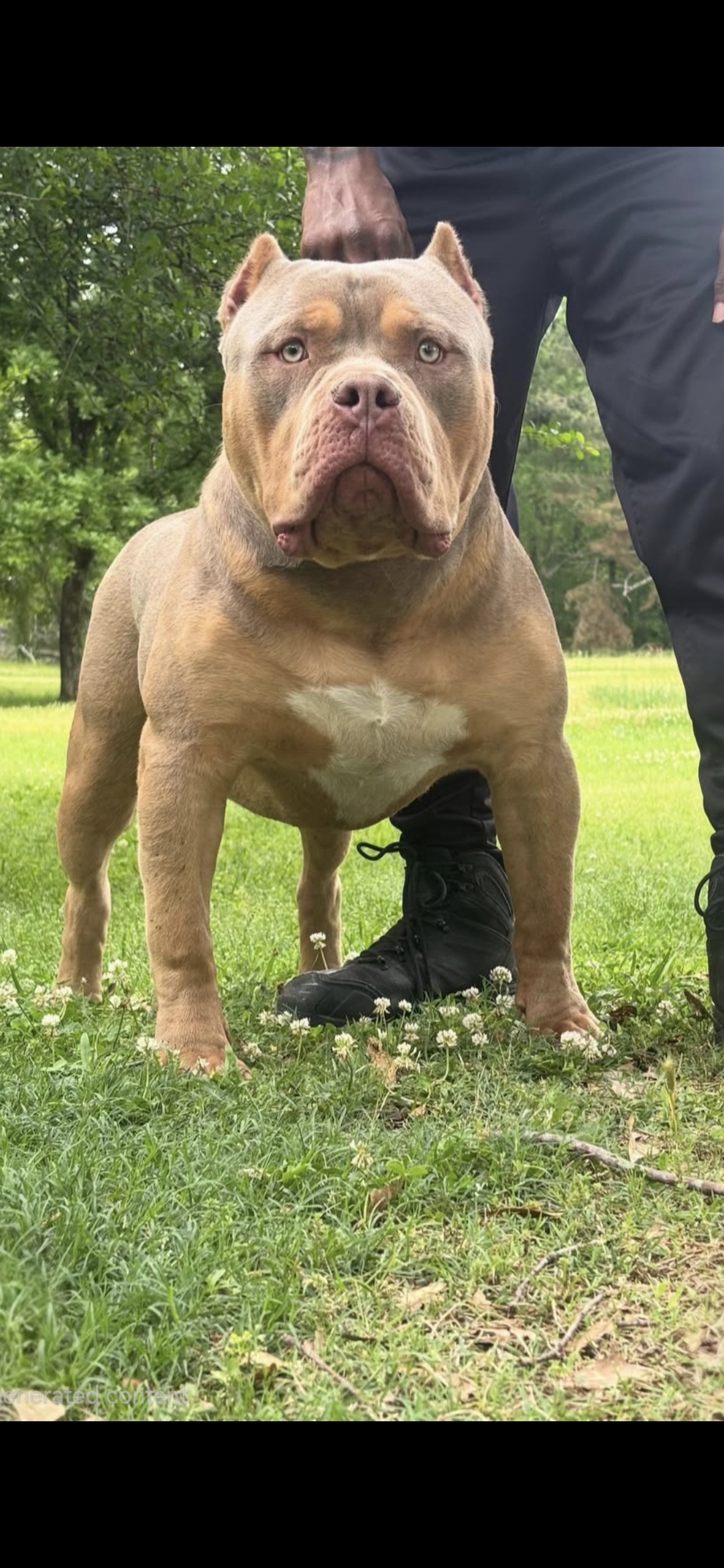 Dog Featured Image
