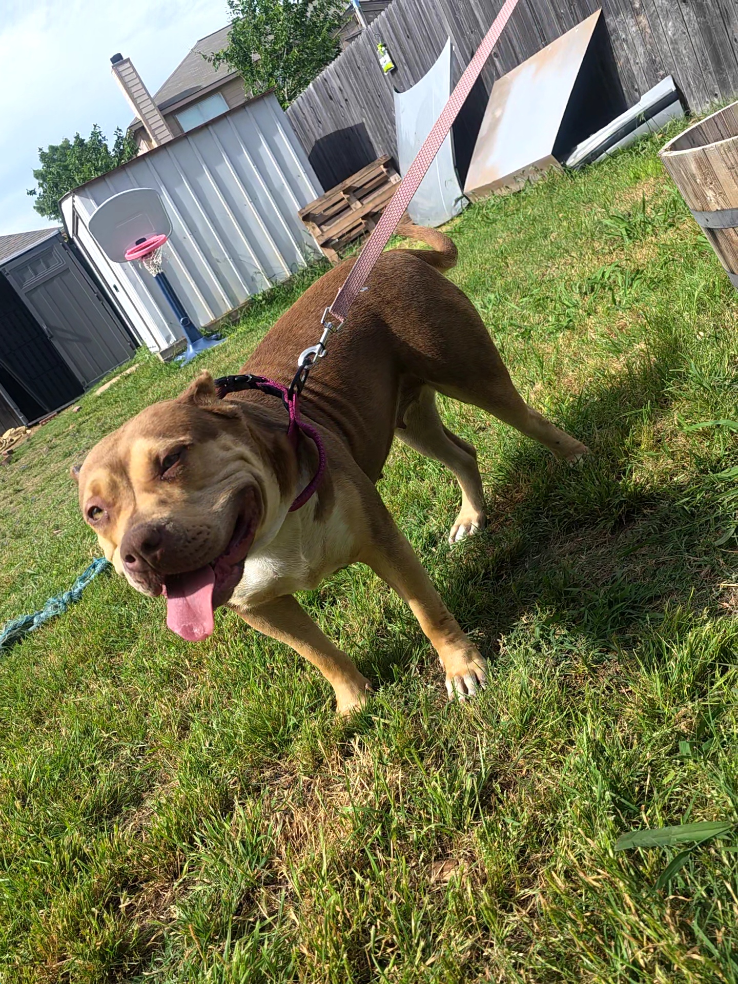 Dog Featured Image