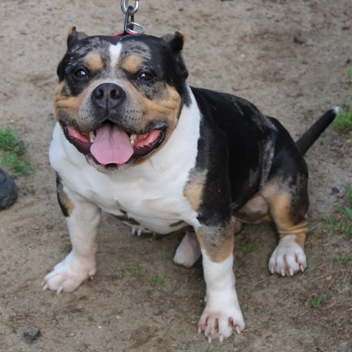 Dog Featured Image