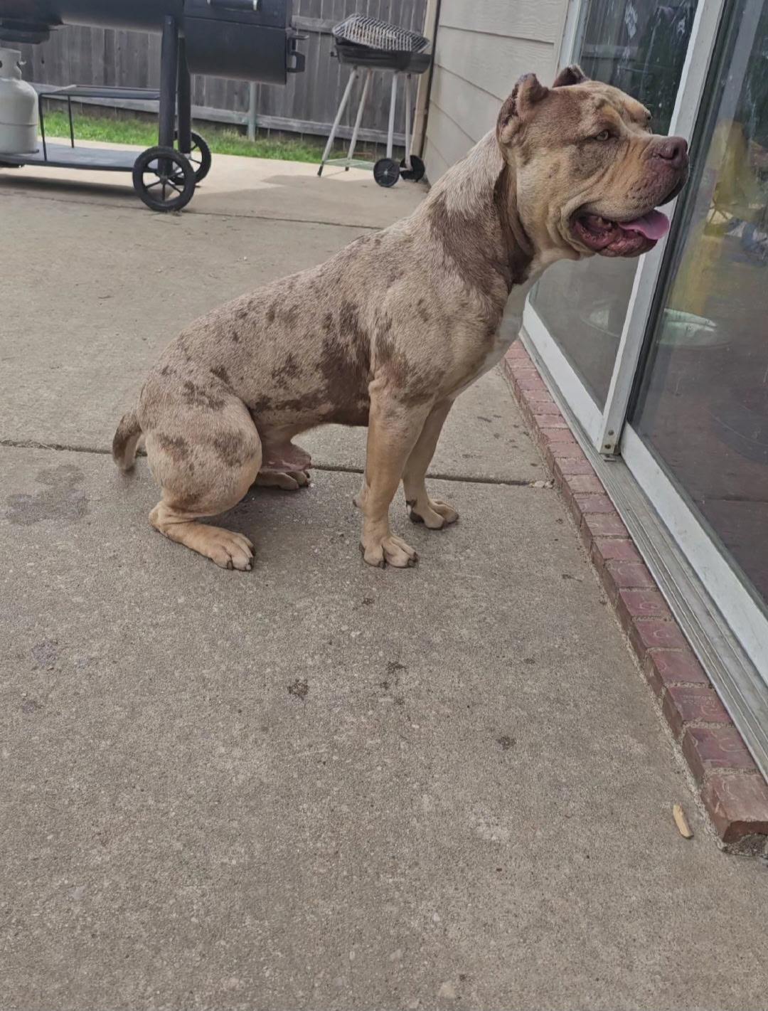 Dog Featured Image