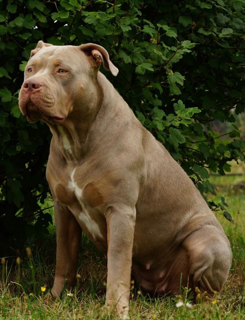 Dog Featured Image