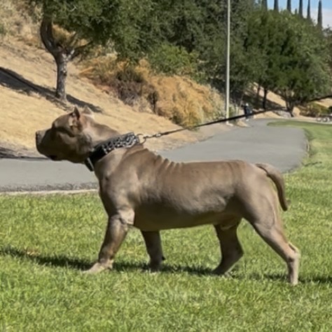 Dog Featured Image