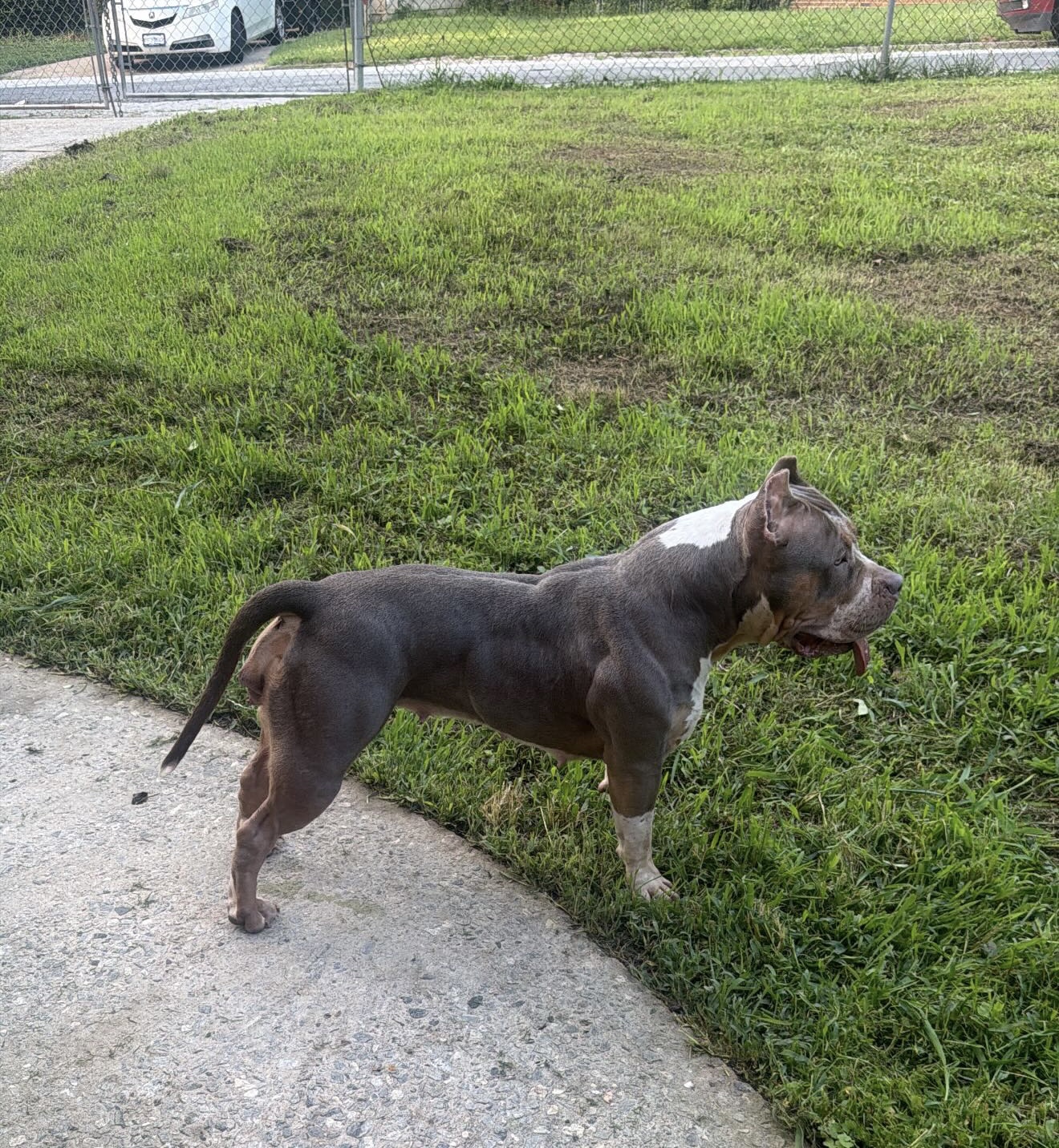 Dog Featured Image